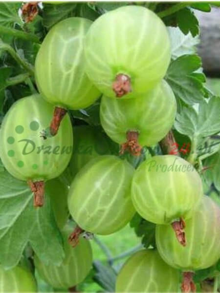 Diapositiva 10
