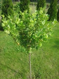 Vendita all'ingrosso di piantine per centri di giardinaggio e distributori