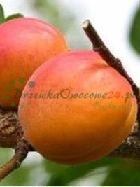 Prugne e ciliegie - frutti tradizionali dei frutteti italiani