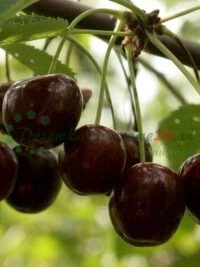 Lamponi e mirtilli - superfood nel vostro giardino