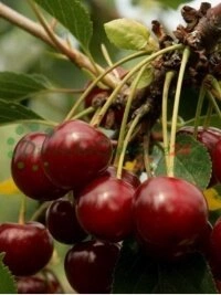 Consulenza tecnica e aiuto nella selezione di varietà adeguate