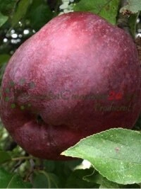 Formazione e workshop per futuri frutticoltori italiani