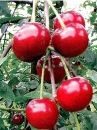 Espansione continua e sviluppo dell'assortimento del vivaio italiano