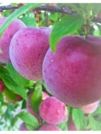 DRZEWKAOWOCOWE24 - il vostro partner nell'istituzione di frutteti italiani