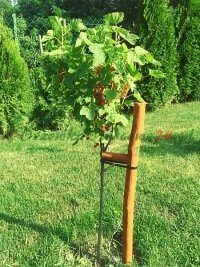 Metodi innovativi di propagazione e miglioramento per varietà da frutto