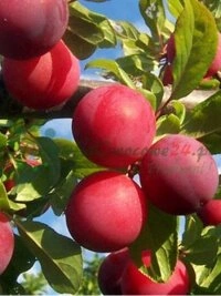 Agricoltura sostenibile e protezione della biodiversità in Italia
