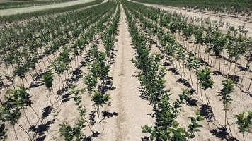 Coltivazione professionale di giovani piantine di melo in piantagione da vivaio