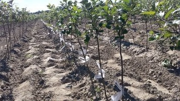 Frutteto madre certificato per ottenere marze di alta qualità