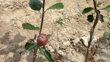 Portinnesti vegetativi - base per alberi da frutto di qualità
