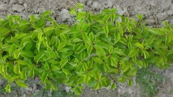 Alberi da frutto innestati pronti per la piantumazione in frutteti italiani